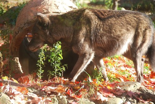 kittje:Photos I took of the gorgeous wolves at Turtle Back Zoo, West Orange, New Jersey