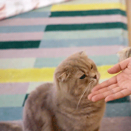 neko-gifs:/ᐠ｡‸｡ᐟ\