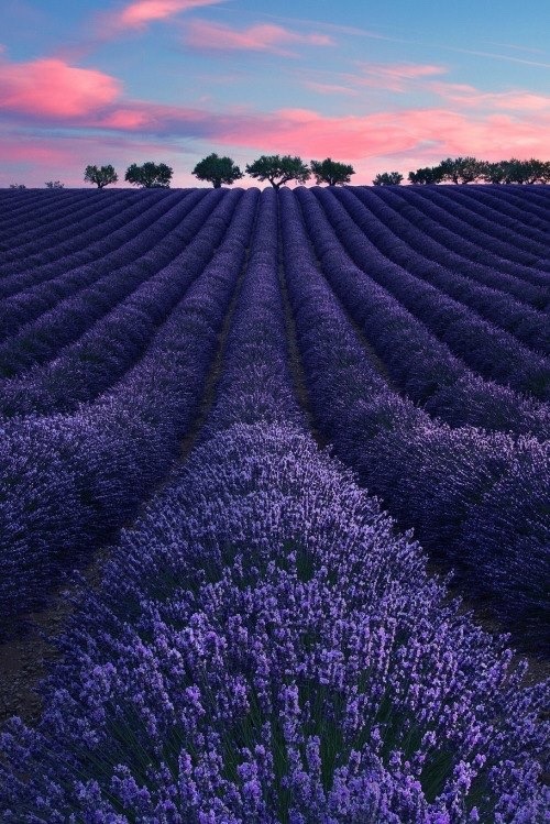 il colore&hellip;dell’anima &hellip;il profumo del sole &hellip;.thewolf