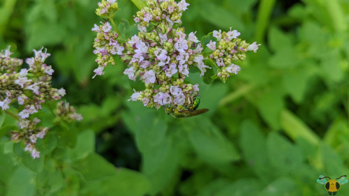 Silky-Striped Sweat Bee - Agapostemon sericeusAs promised on Tuesday when the Bicolored Sweat Bee wa