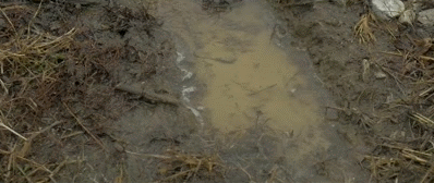 hoplite-operator:  P320, Loves To Be Dirty 