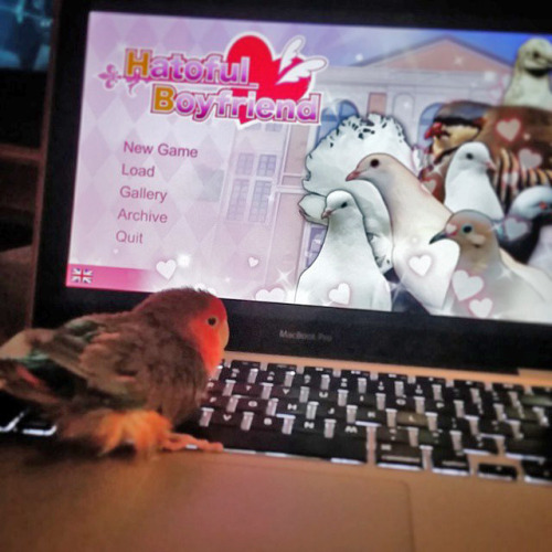 avianawareness: Loaded Hatoful Boyfriend, walked away. I left Cody on the fluff blanket and I come b