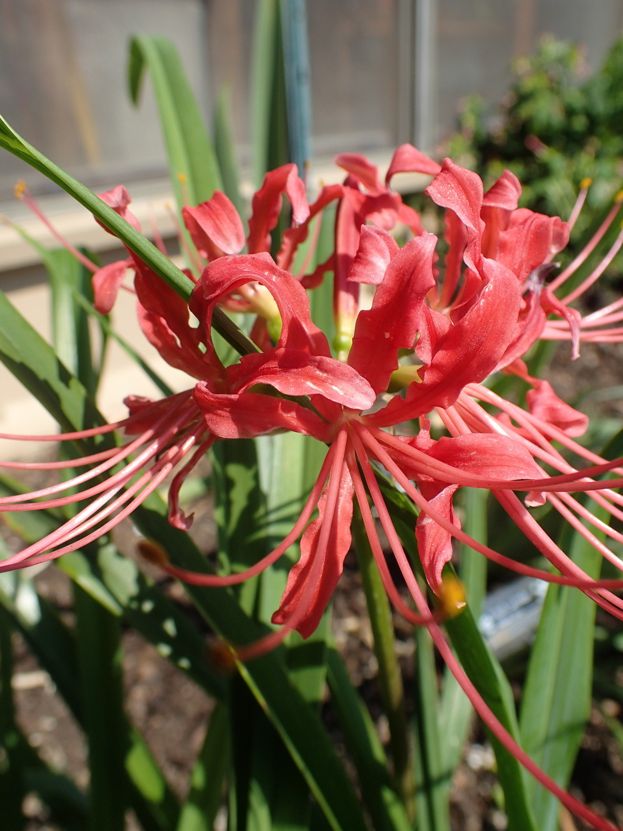 Blue Spider Lily Explore Tumblr Posts And Blogs Tumgir Blue Spider Lily Explore Tumblr Posts And Blogs Tumgir