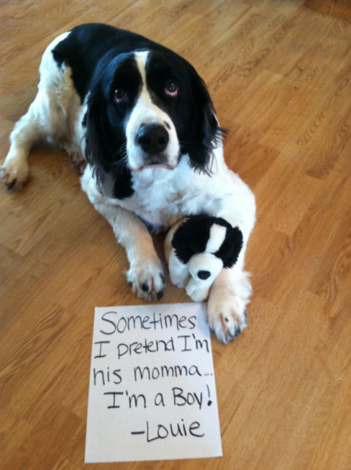 matthulksmash:  dogshaming:  Momma Louie  Louie’s Baby  View Post  How’s that shameful exactly?