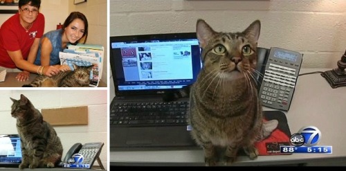 E-meow-gency: Happy ending for Zeke, the 911-dialing kitty Feeling lonely and wishing for a forever 