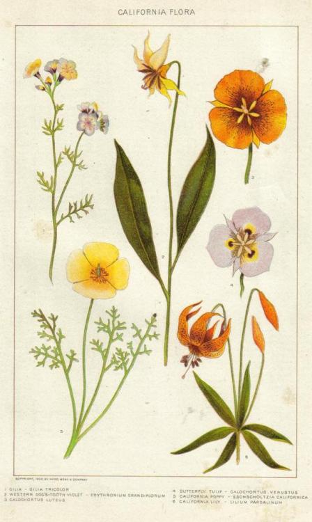 botanical-inspiration: 1902 painting of California native plants, gleaned from the New International