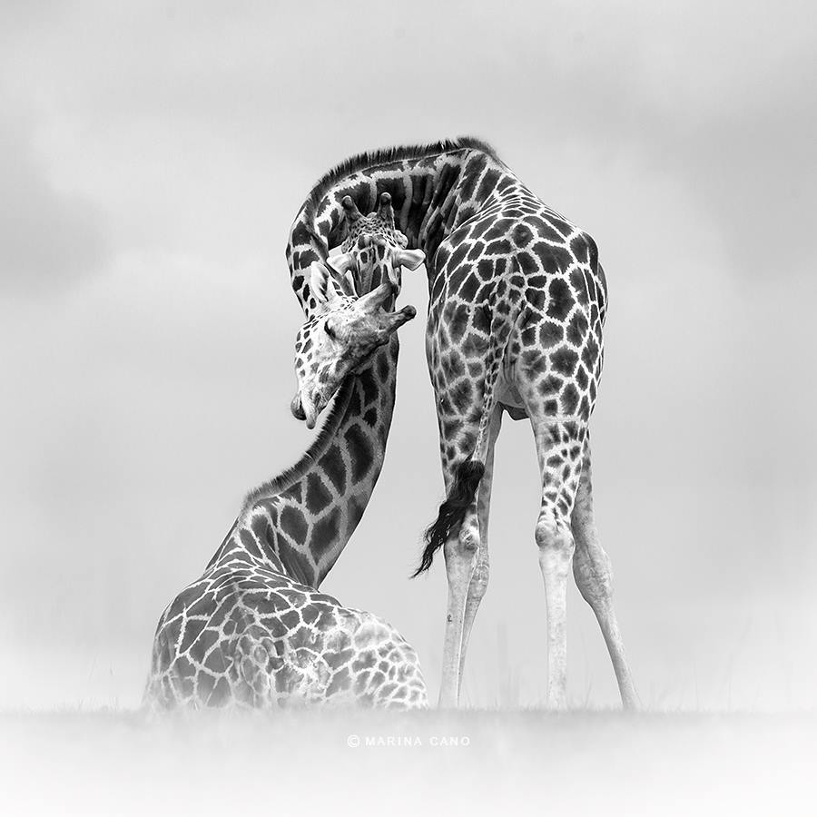 artchipel:  Marina Cano - Wild