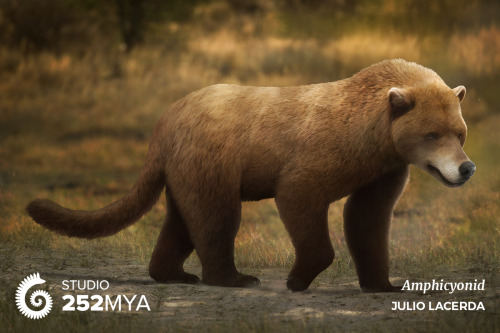 252mya:AmphicyonidArtwork by Julio Lacerda / @paleoartAmphicyonids were big carnivorous mammals that