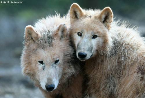 wilkpreriowy: Arctic wolves (Canis lupus arctos) Erlebnispark Tripsdrill, Cleebronn, Germany © Ralf 