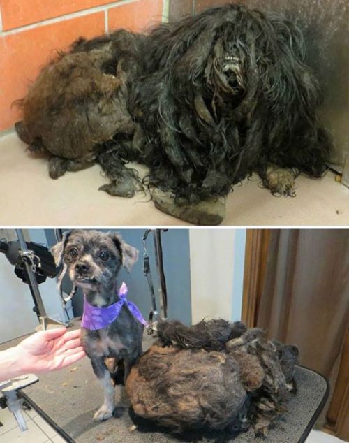  Rescued dogs - before and after! These people adult photos