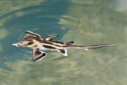 thelovelyseas:  Rare elephant shark hatchling in the Melbourne Aquarium by Jason Edwards 