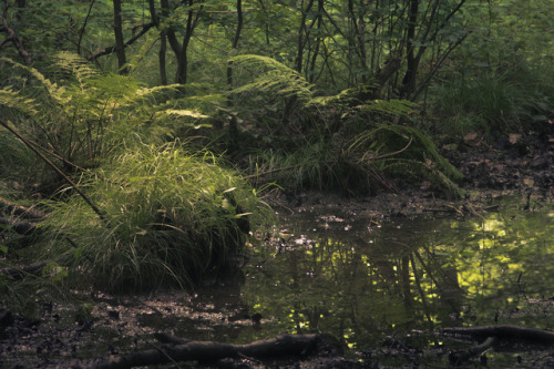 90377: Pond Lights by Jerdess