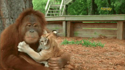 gifsboom:  Orangutan Babysits Tiger Cubs. [video]