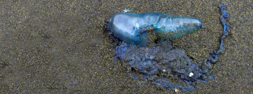 They call these blue bottles - they are related to the portuguese man &lsquo;o war, but they are