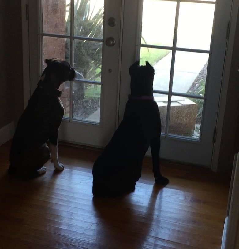 So thankful they were here to protect me from the gardeners across the street. 🙄