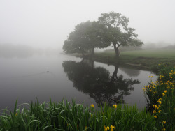 90377:   Keeper’s Pool, Sutton Park By Bob Robertson   