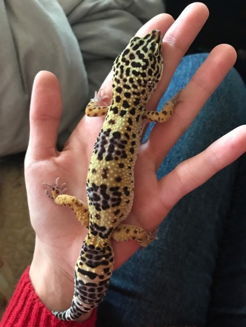 pastrygeckos:Agatha and zeroGrade A babies, obviously very talented at blep!