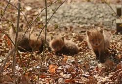 boredpanda:    Father And Daughter Find Baby