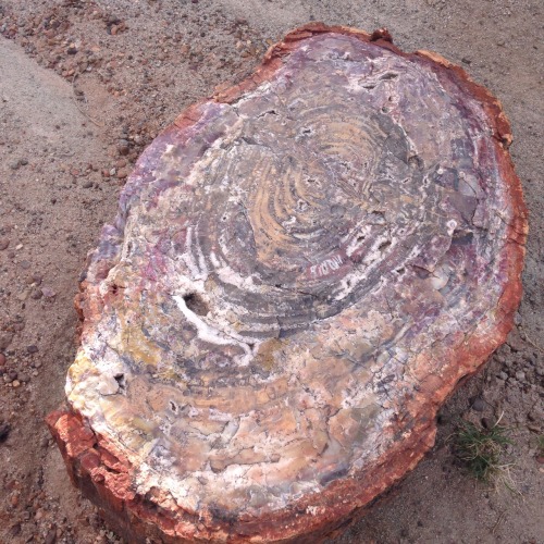 starcunning:Today we went to the Petrified Forest!(1/3—petrified wood)