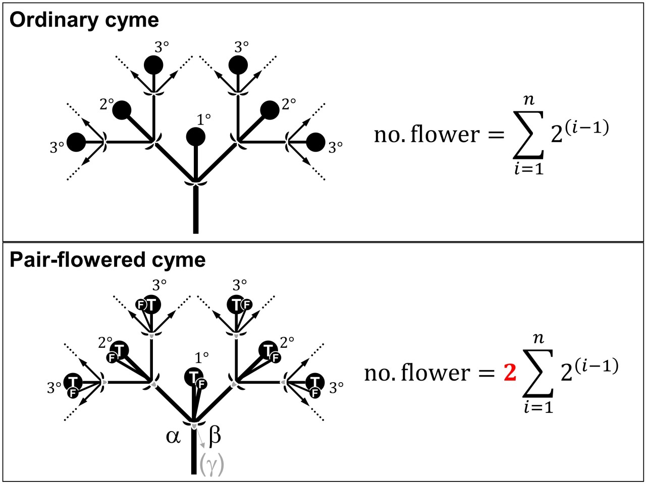 Pair-flowered cyme – 精緻的結構, 開出兩倍的花, 怎麼能不愛.
https://a-botany-nerd.blogspot.com/2021/03/pair-flowered-cyme-pfc.html