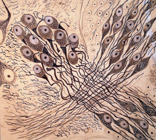 hideback:Santiago Ramón y Cajal (Spanish, 1852 - 1934)Neural Drawings, circa 1900 - 1908