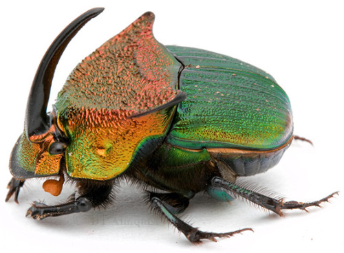 b33tl3b0y:glamour shots of my rainbow scarab son for his birthday. he is a beautiful young man!