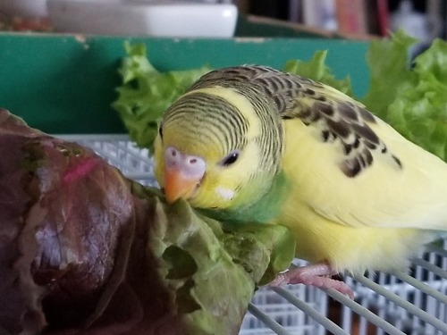 Enjoying some greens