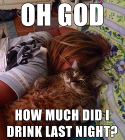 tastefullyoffensive:  Sudden Clarity Cat [via] 