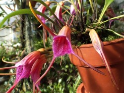 orchid-a-day:  Masdevallia glandulosaJanuary 3, 2018 