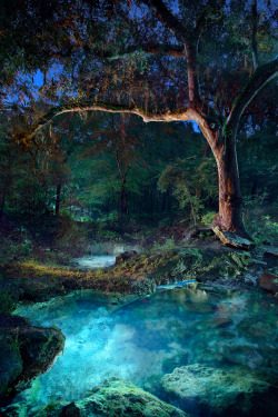 digitalexrth:    Florida Springs - Springs