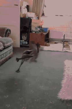 adventures-in-zookeeping:  ktsaurusr3x:  gifsboom:  Video: Baby Emu Plays with Dog