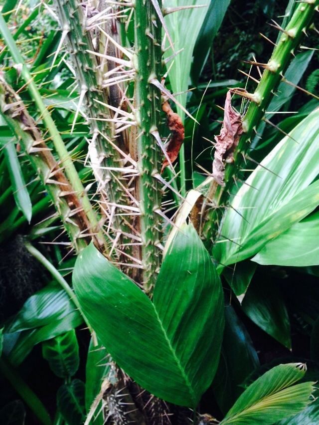 sweetdreamsyall:  Some photos from the Ca’d’zan and the Selby Botanical Gardens