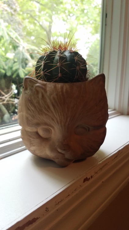 shiftythrifting:Multi-headed cat orb planter. He now houses my cactus.