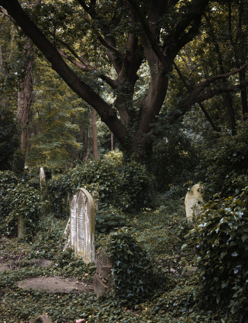 dariaendresen: Highgate cemetery, London   #cemetery #highgate #london #uk #gothic #peaceful #sanctuary #restingplace #death 