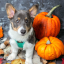 becausecorgis