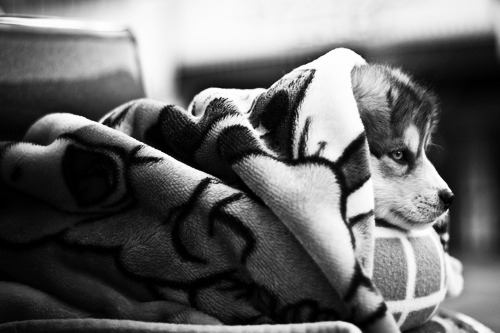 tumblr photo darkho 0