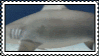 hammerhead