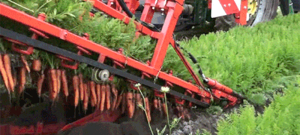 zooophagous:palehorseblackdog:archiemcphee:This video from dewulf provides a mesmerizing glimpse of 