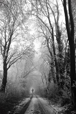 artblackwhite:  [along the path] by WolfT