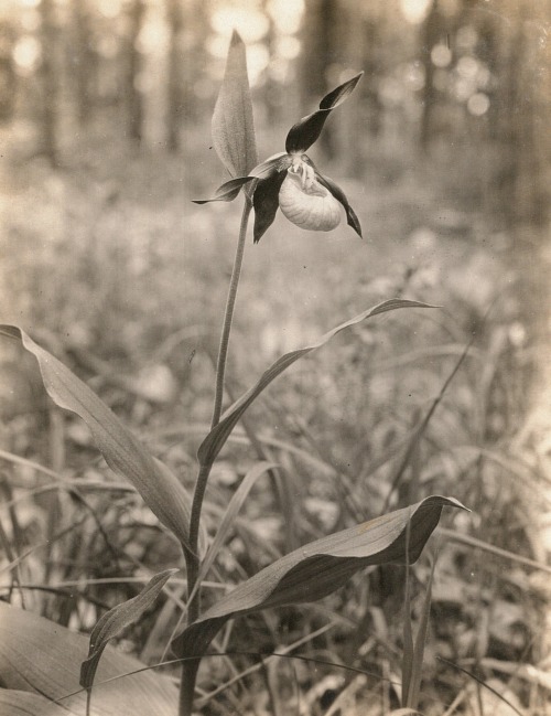 dame-de-pique:Kurt Herschel - Gelber Frauenschuh oder Gelb-Frauenschuh (Cypripedium calceolus). Jena