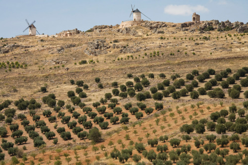 unearthedviews:SPAIN. La Mancha. 2008. Near Los Yébenes. Windmills and olive trees. &cop