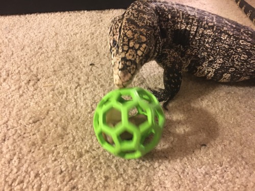 kaijutegu:I got Juju a puzzle ball for Christmas. Tonight I put a reptilink in it!