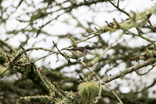 wavelasso:Grey Warbler