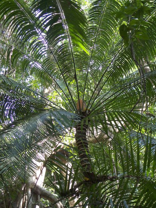 Cycas inermisC Roy Bateman, CC 4.0