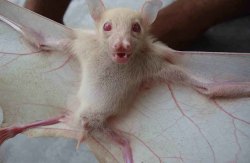 eeyebrows:  albino bat