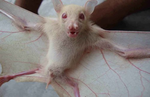 Sex eeyebrows: albino bat pictures