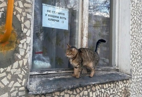 lifeofkj:ninquelen:assassinationtipsforladies:otdushi:please don’t knock, the cat has the keys