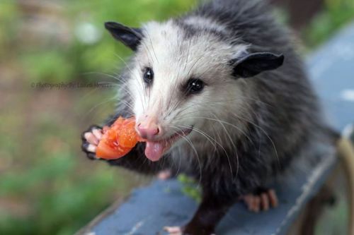 opossummypossum: can you resist Miss Allie?