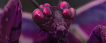 Resized Image