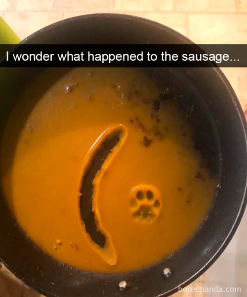 iidigestive-readerii: awesome-picz: Hilarious Cat Snapchats That Will Leave You With The Biggest Sm